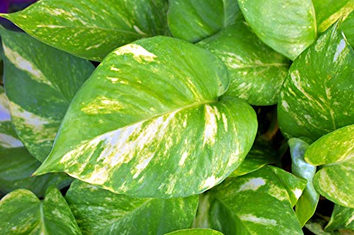 Seeds Basket Live Money Plant Pothos Air Purifying For Home And Office Decor Prosperity Good Luck NASA Recommended (B0BLKDRFFH) Amazon Price History, Amazon Price Tracker