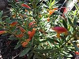 Mexican Cardinal Flower Lobelia laxiflora - 30 Seeds