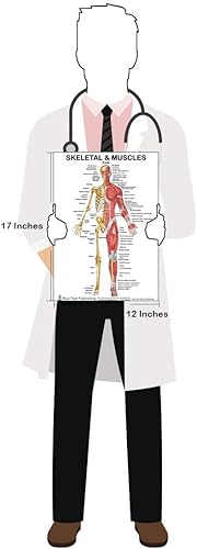 Miniatura 1 de Blue Tree Publishing Póster de vista frontal de los músculos esqueléticos de 12 x 17 pulgadas, para acondicionamiento físico, entrenamiento, tabla