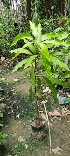 Image of Premium Carabao Mango Plant Grafted For Bountiful Fruits In Your Garden 2 Feet Height Philippine Variety Healthy Live Plant (Hybrid, Pack Of 1) PB 39