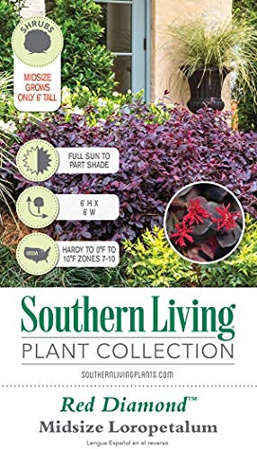 Red Diamond Loropetalum (3 Gallon) Chinese Fringe Tree With Purple Foliage - Full Sun To Part Shade Live Outdoor Plant - Southern Living Plants #TOP5