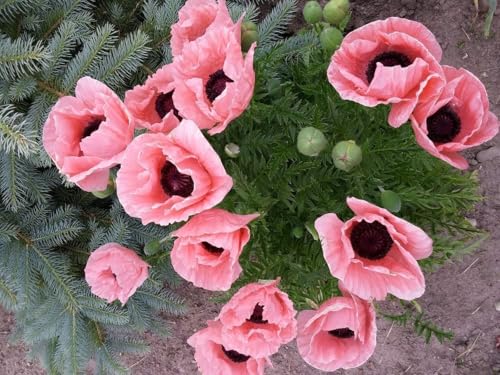 Papaver orientale 'Königin Alexandra', Mohn 'Queen Alexandra' Riesenmohn (Poppy Queen Alexandra),