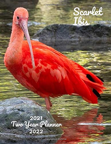 Scarlet Ibis 2021-2022 Two Year Planner: 24 Month Calendar Monthly Agenda Schedule Organizer Yearly Planner 2021-2022 2 Year Planner Goals|Notebook ... Emu Elephant Bird Cassowary Aves Moa Ratite