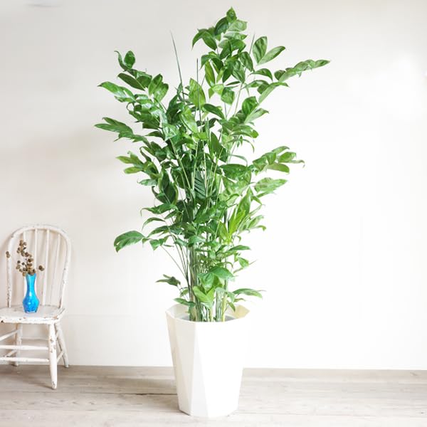 Amazon｜高性チャメドレア 観葉植物 本物 10号 大鉢 観葉植物