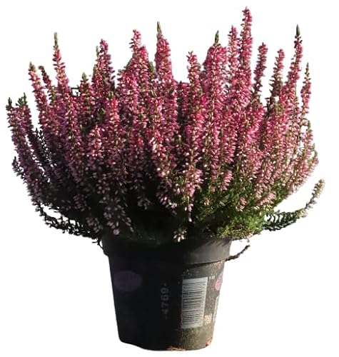 Brezo Rosa Planta Resistente Ideal para el Exterior o Interior del Hogar