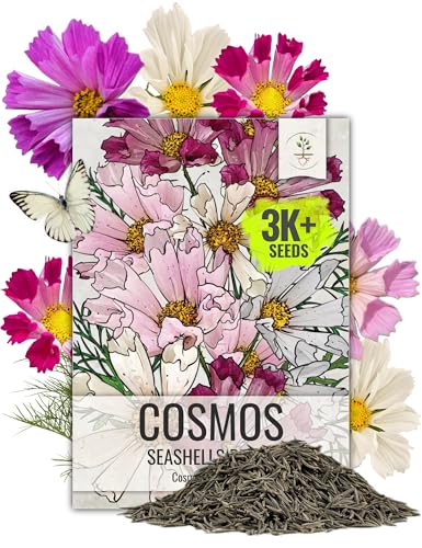Seed Needs Cosmos Seeds Seashells Mix 3 000 Seeds Heirloom Bulk Pack