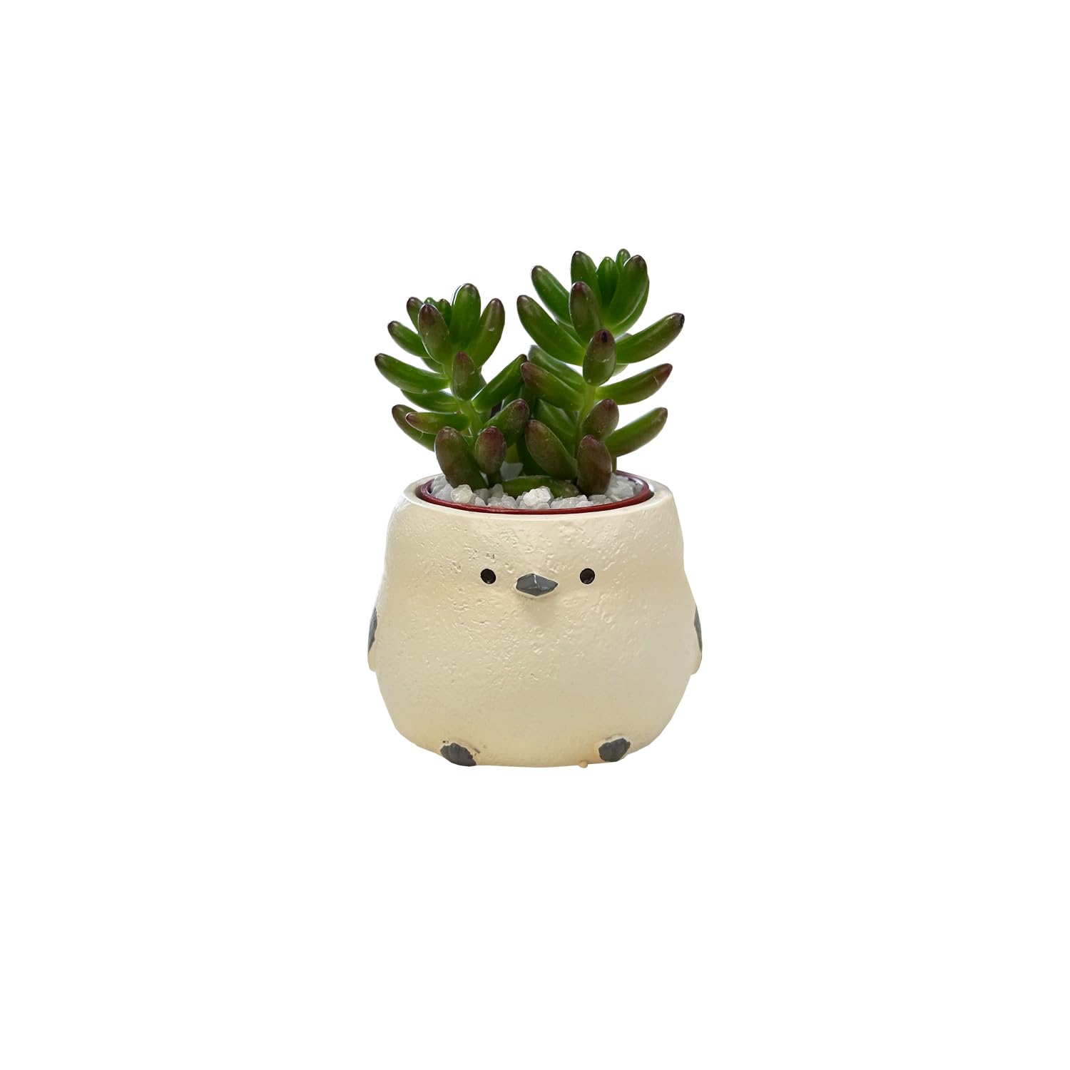 Amazon｜花のギフト社 多肉植物 インテリア 観葉植物 ギフト