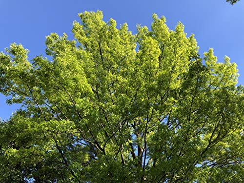 Pin Oak | Medium Tree Seedling | The Jonsteen Company #TOP2