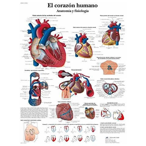 3B Scientific Lehrtafel laminiert - El corazón humano - Anatomía y fisiología - Anatomie und Physiologie - Spanisch Cover