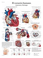 3B Scientific – Laminierte Menschliches Herz Tafel – Anatomie & Physiologie – UV- & Staubgeschütztes Poster für Studium, Lehre & Kliniken