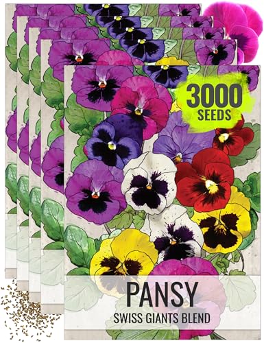 Seed Needs, Swiss Giants Pansy Seeds - 600 Heirloom Seeds for Planting Viola wittrockiana - Annual Edible Flowers That Attract Butterflies & Other Pollinators (5 Packs)