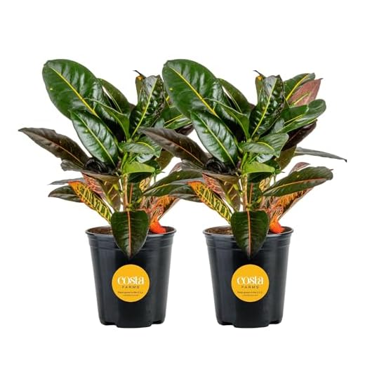 Vibrant Croton Plants Set for Home Decor