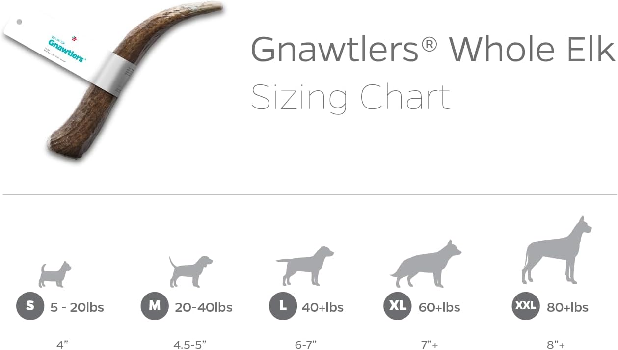Pet Parents Gnawtlers - Premium Elk Antlers for Dogs, Naturally Shed Elk Antlers for Dogs, All Natural Elk Antler Dog Chew, Dog Bones, Specially Selected from The Heartland Regions (XX Large)