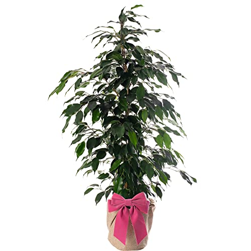 Ficus Danielle Large Tropical Weeping Fig Gift Plant for Mum on Mothers Day (100-120cm (Incl. Pot))