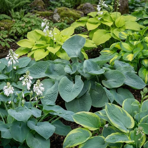 Wieloletnia budżetowa kolekcja roślin Hosta, Hosta Mix 5 hybryd