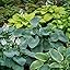 Multicolor | Hosta