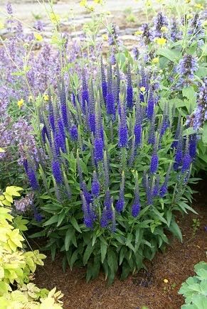 Amazon 予約商品 宿根草苗 ベロニカ ハミングバードブルー バラに合う ９ｃｍロングポット苗 登録品種 １０月中下旬より順次発送 花