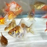 【国産金魚】国産 ダルマ琉金 ショートテール ST 1匹 S 約3cm～5cm前後 琉金 金魚 [ エサ 餌 きんぎょ キンギョ 川魚 生体 ] emuwai