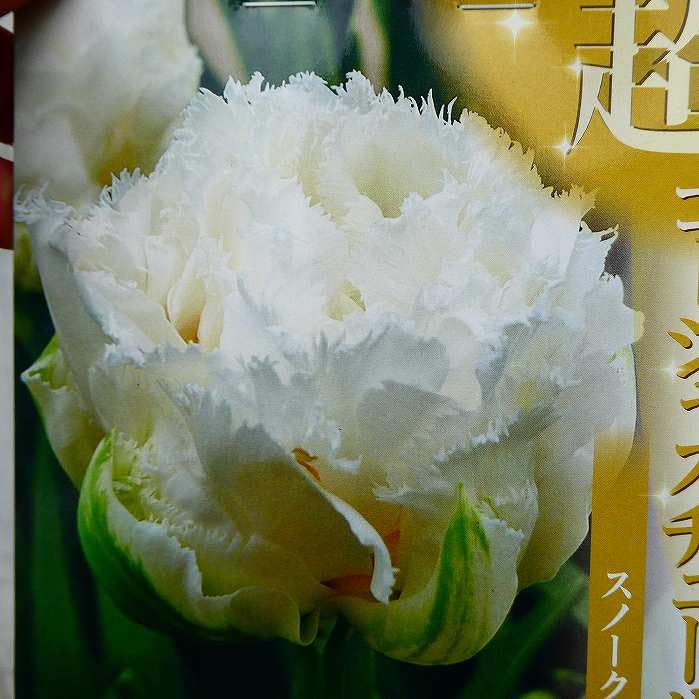 Amazon | チューリップ 球根 スノークリスタル 白花 八重咲き 3球