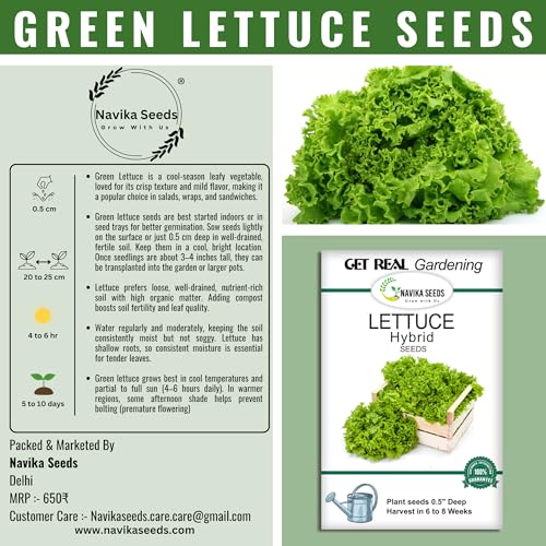 Image of Navika Seeds Lettuce Combo - Grand Rapids Green & Lollo Rosso Red (500 Seeds Each) | Heirloom, Non-GMO, Fast Growing | Kitchen Garden, Terrace, Hydroponic, Pots | High Germination