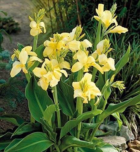 Amazon カンナ球根ユリ花球根 3種類の生きた植物 新鮮な結婚式の緑の葉 ユニークなギフト ロマンチックな花 高い生存率の視聴 15球根 1 花