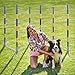MiMu Dog Agility Equipment - Agility Set Dog Weaving Poles Dog Obstacle Course, Training Equipment, Competition Grade