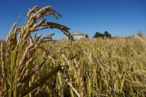 喜井ファーム ゆきひかり 5kg