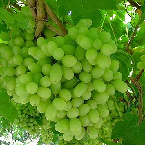Aiden Gardens Rare Grape Plants Vitis vinifera THOMPSON SEEDLESS 1 Live plant From Vine Cuttings (B0953Y2L7S) Amazon Price History, Amazon Price Tracker