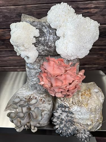 Myco Labs Lion\'s Mane Mushroom Grow Kit | Large 5.5LB Fruiting Block | Grow Your own Mushrooms Indoors