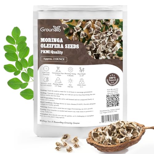 Groundio Moringa Seeds for Planting 2 OZ 100% Natural Semillas de Moringa Non- GMO | Premium PKM1 Quality | High Germination | USDA Zone 9-11