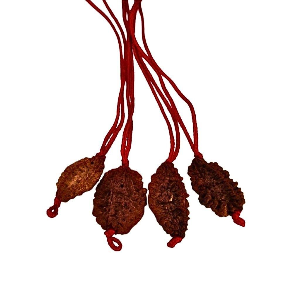 2 Mukhi Two Faced Nepali Rudraksha Thread Pendant at Wholesale Rate (Rs 265/piece) Spiritual Healing Loose Seed Fine Quality Rudraksh for Reselling Astrologers Jewellers-image-31