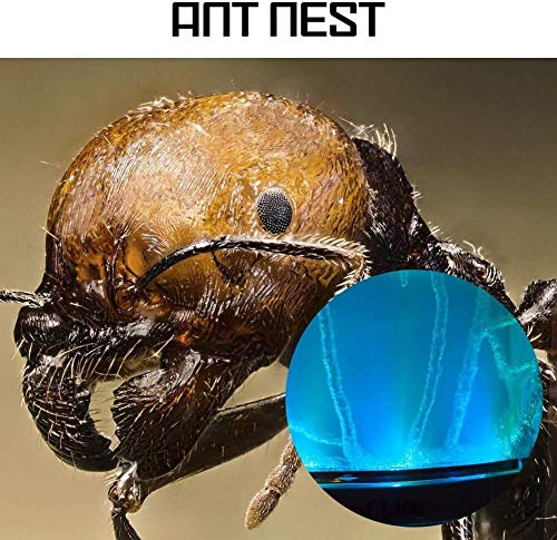 FCPLLTR Mier Nest Met Acryl Transparant Voor Kinderen, Mieren Boerderij, Mier Nesten Insect Nest Voedingssysteem, Huis… - Image 8