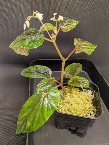 Begonia venezuela �x�S�j�A �x�l�Y�G�� �M�ѐA��