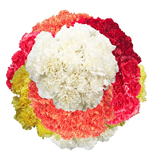 Fresh Flowers- 100 Assorted Carnations- Beautiful Gift #TOP2