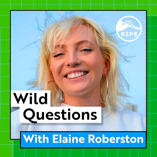 Why are Blackbirds Always On One? (Elaine Robertson)