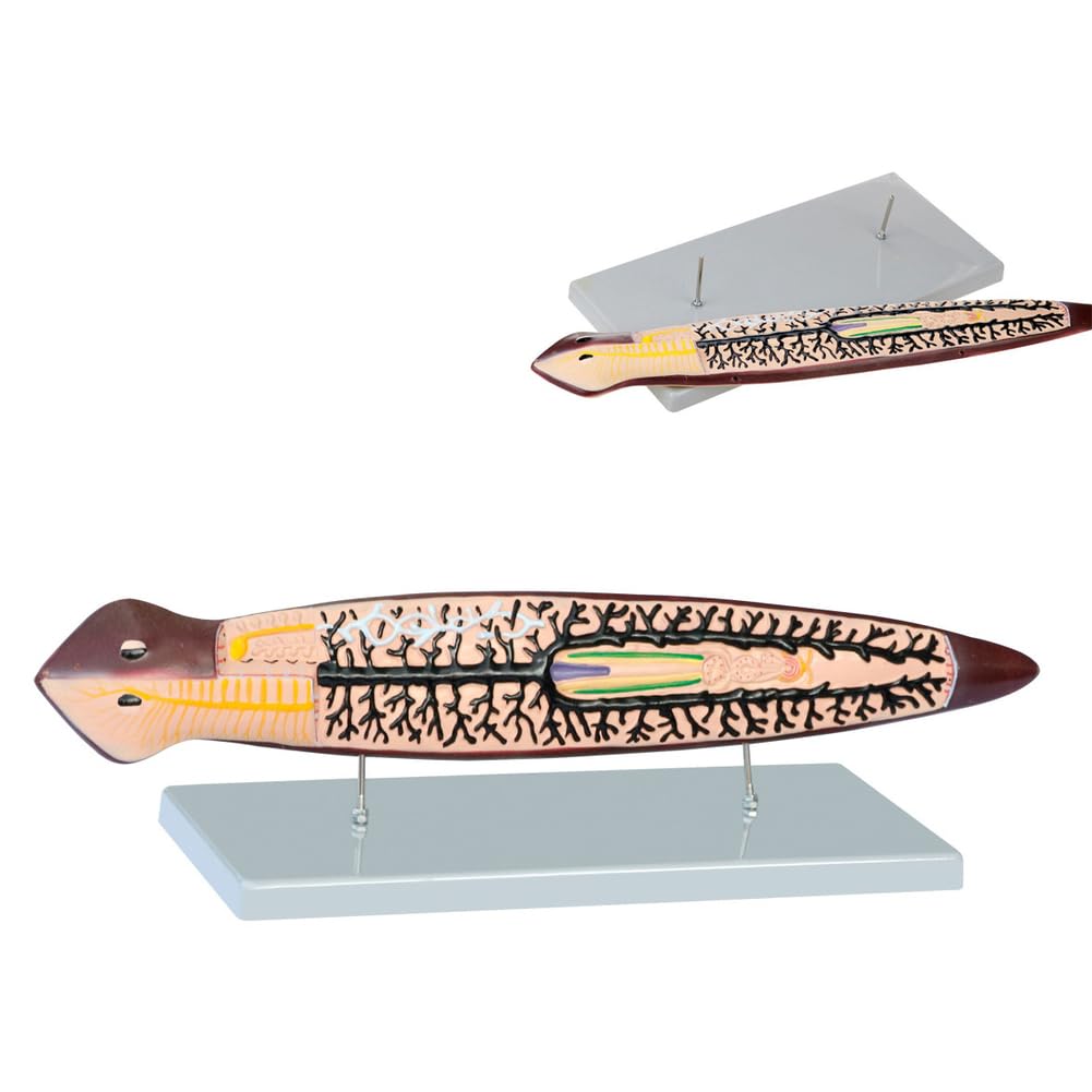 Tipo di Edificio Locuste Anatomica Modello planare Modello di organismo Laboratorio di Anatomia Biologica Materiale didattico scientifico Esposizione Anatomica Morfologia e Struttura