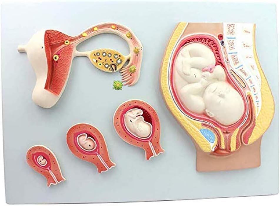 QIQIZHANG Anatomy Model, 10 Human Pregnancy Embryonic Developmental Process Model Fertilized Egg Uterus Tissue Anatomy Model Medical Educational Training Aid Tool for Medical Demonstration