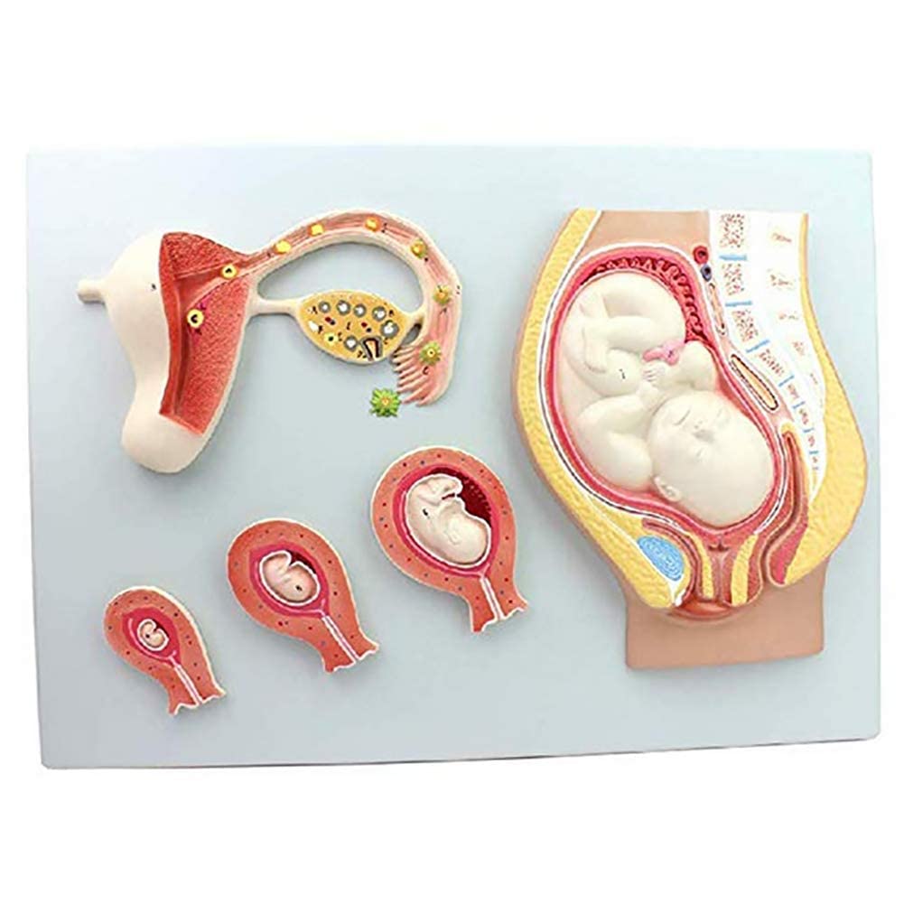 QIQIZHANG Anatomy Model, 10 Human Pregnancy Embryonic Developmental Process Model Fertilized Egg Uterus Tissue Anatomy Model Medical Educational Training Aid Tool for Medical Demonstration