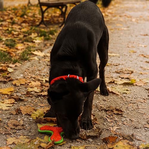 Dingo Hundespielzeug aus Hart Gummi TPR Boomerang TRI 16,5 cm 17394