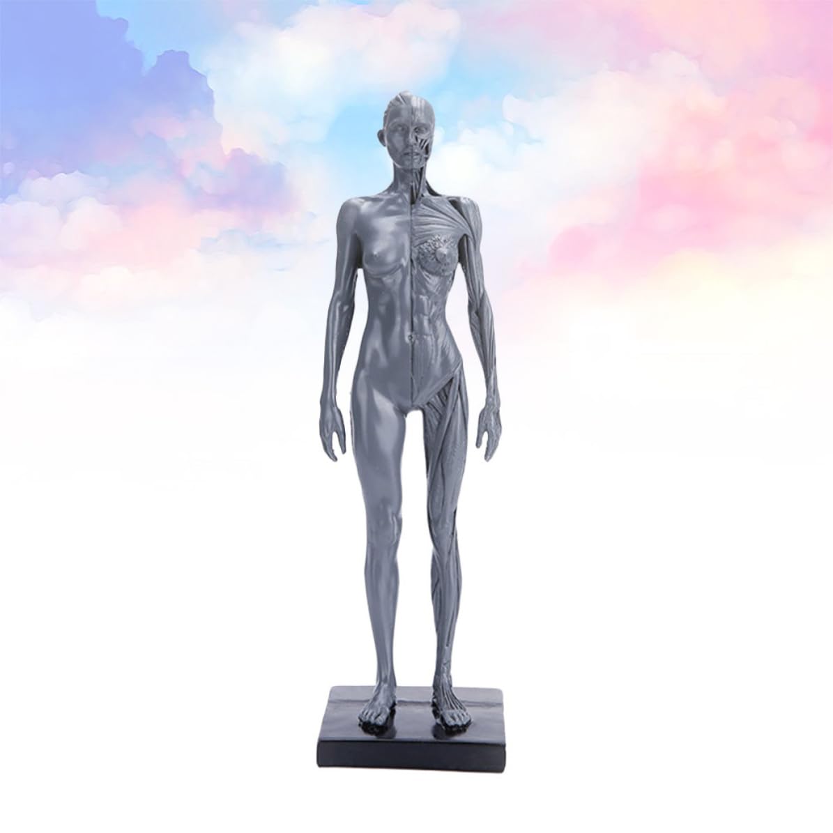 HEMOTON Modèle Anatomique Musculaire en Résine Haute Précision pour Enseignement, Accessoire Éducatif du Corps Humain pour Activités Célébratives