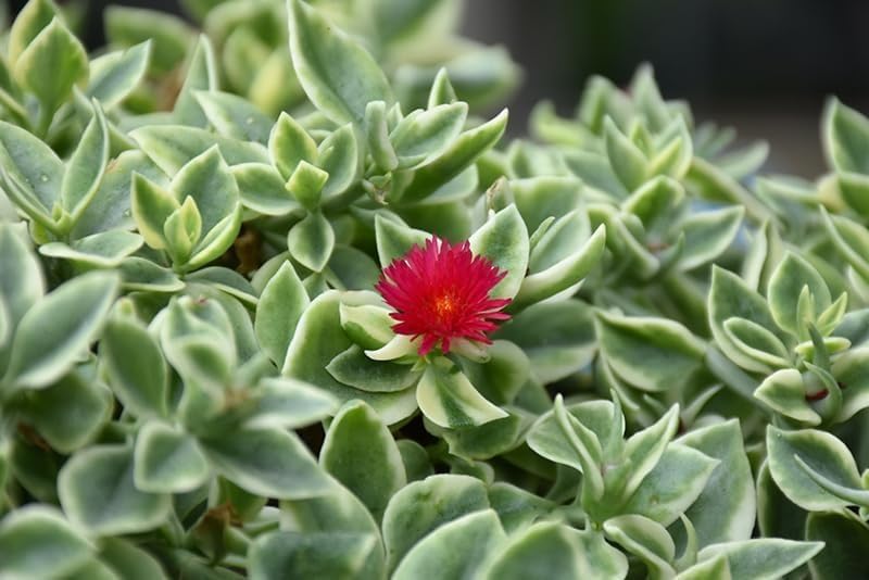 Amazon.com : Generic Variegated Baby Sun Rose | 3 Live Plants | Aptenia  Cordifolia Variegata | Easy Care Colorful Ground Cover | Succulent Foliage,  Green : Patio, Lawn & Garden
