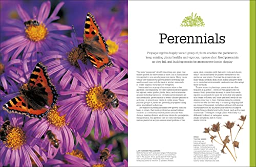 Propagating Plants: How To Create New Plants For Free #TOP4