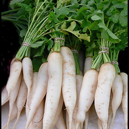 Biocarve Seeds Radish Long White - Pack of 100 seeds (B01ASWP57M) Amazon Price History, Amazon Price Tracker