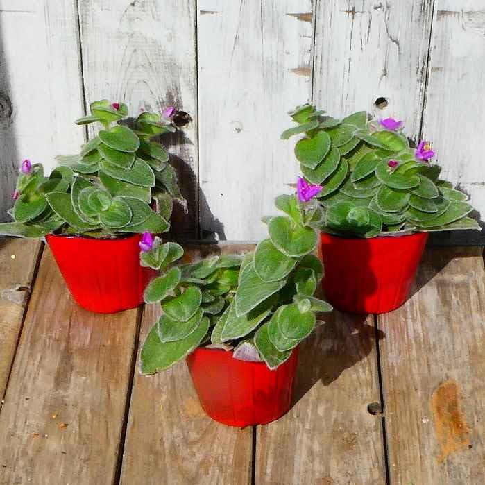Amazon | トラディスカンチア 苗 白雪姫 3号 観葉植物 ツユクサ科