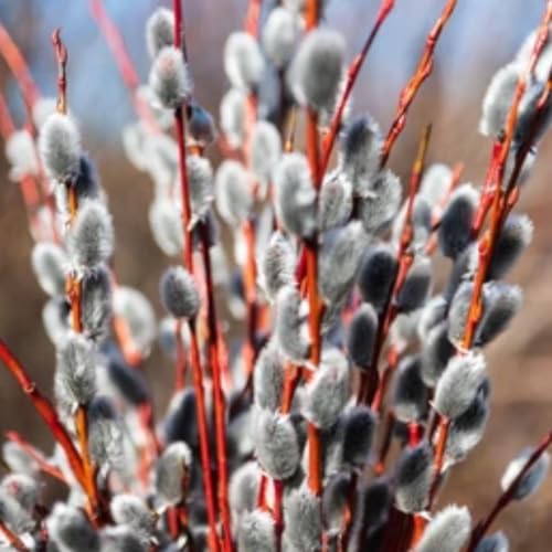 Pussy Willow Live Plant, 6-12 Inch Tall Shrub in 2.5 Inch Pot, Hardy Willow Tree for Spring Blooms and Garden Borders