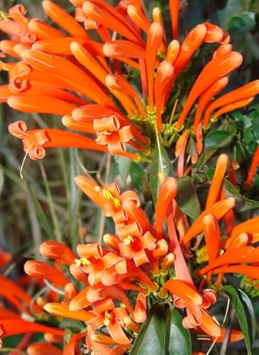 Muda De Cipó De São João Trepadeira Linda De Cor Laranja