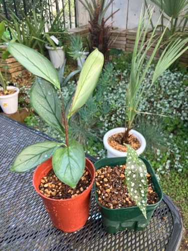 ベゴニア 鉢 観葉植物」の人気商品一覧 | 安い商品を通販サイトから