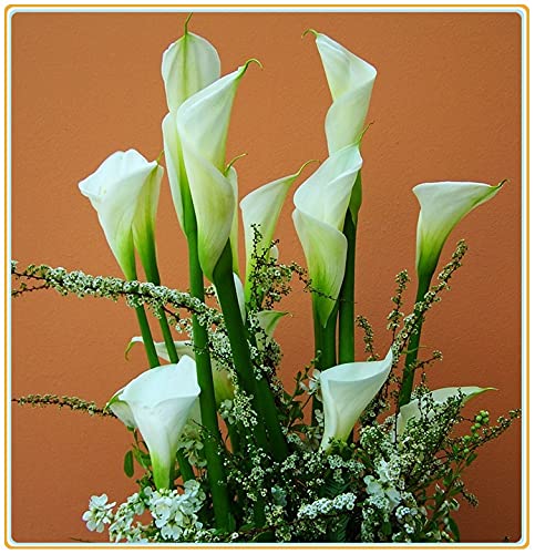 Calla Lily Bulb-, Feuille verte, Espèces rares, Décorations, Jardin secret, Cadeaux de vacances, Vivace, Plantes, Parfumé, Air purifiant-3 Bulbi