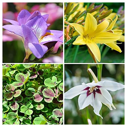 Amazing Deal - Complete Spring & Summer 100 Bulbs - Garden Party Flower Bulb Collection - Beautiful Sun Loving Flowers with Large Corolful Blooms - Variety Colors - Butterflies, Bees & Hummingbirds