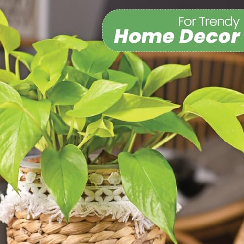 Image of American Plant Exchange Neon Pothos - Live 8-Inch Hanging Basket, Bright Green Trailing Vine, Easy-Care Air Purifying Houseplant for Hanging Planters, Shelves & Indoor Home or Office Decor